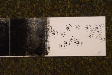 Rodent prints on tracking card. Photo: Jennifer Ross. 