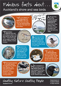 Poster: Fabulous facts about Auckland's shore and sea birds. 