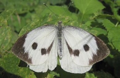 Female great white butterfly. 