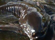 Longfin eel skinfolds. Photo: Nicola Atkinson. 