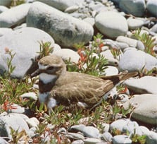 A banded dotterel resting near the shore.