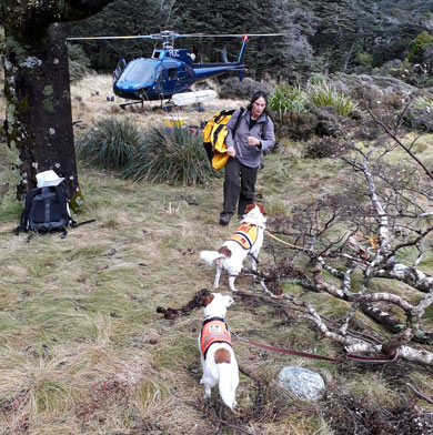 Conservation dog and handler on Resolution Island. 