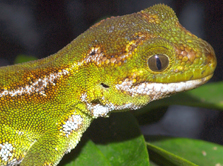 A female jewelled gecko. Photo: Dr Thomas Ziegler, Cologne Zoo. 