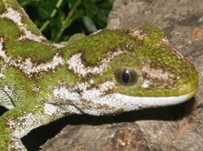 A male jewelled gecko. Photo: Dr Thomas Ziegler, Cologne Zoo.