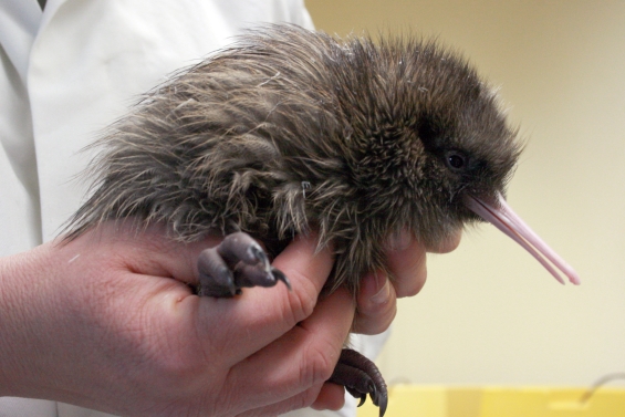 Haast tokoeka kiwi chick. Photo: Corry-Ann Langford.