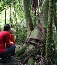 Looking at the rata vine. Photo: Adrienne Grant.