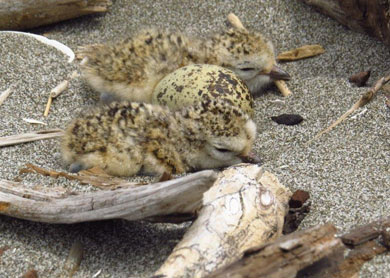 Two New Zealand dotterel/tūturiwhatu chicks and an egg on sand. 