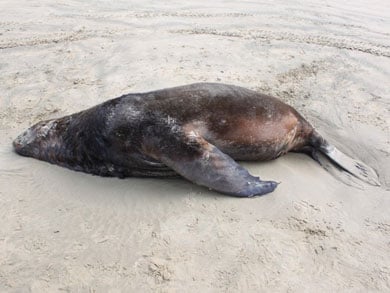 Dead sea lion found on Catlins beach. 