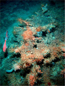 Deep sea stony corals and orange roughy. Image captured by National Institute of Water and Atmospheric Research Deep Towed Imaging System. 