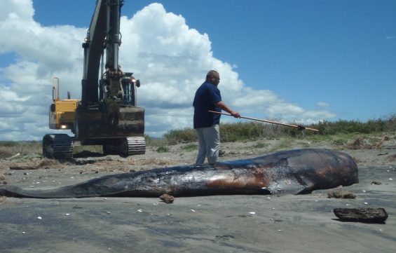 Deceased whale receiving a karakia during the reburial process.