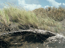 Māori archaeological site found in sand dunes, Aotea Reserve, Waikato. Photo: C Rudge.