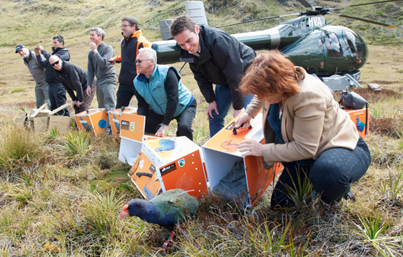 Minister Maggie Barry and Recovery Programme partners releasing takahē. 
