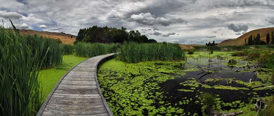 Pekapeka wetland. Photo: Peter Kurdulija | CC BY-NC-ND 2.0.
