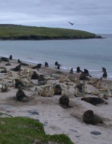 NZ sea lions at Endbery Island. Photo: Louise Chilvers.