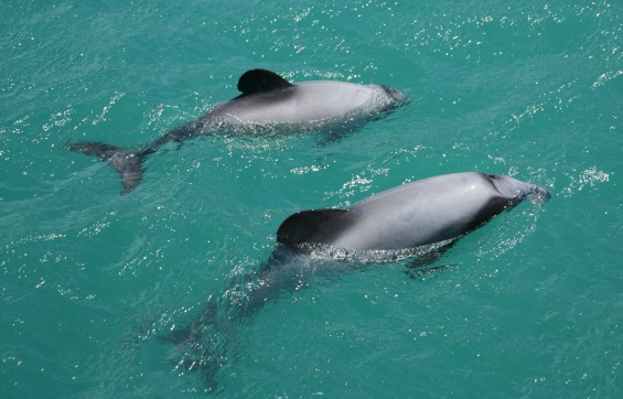 Two Hector's dolphins.