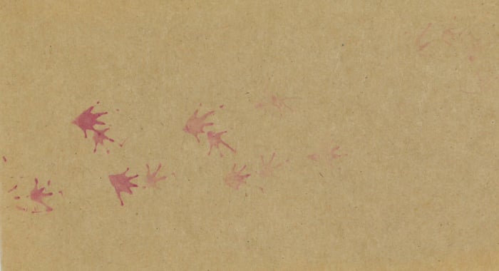 Frog footprints on tracking paper. 