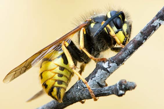 Common wasp. Photo: D Sikes (cc).