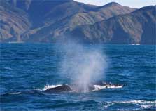 Humpback whale seen during the Cook Strait whale survey. Photo: Simon Childerhouse.