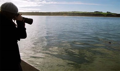 Photographing Hector's dolphin &quot;Sky&quot;, Te Waewae Bay, Southland. 