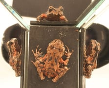 Image taken using photo stage. Photo: DOC.