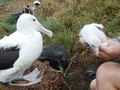 Albatross chick with dad and web cam in background. 
