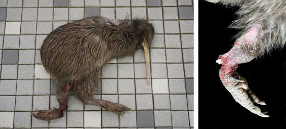 Female kiwi caught in leg trap, with a close up of the injure leg.