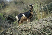 Wild goat. Wild goat.