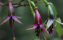 Kotukutuku (tree fuchsia, Fuchsia excorticata).