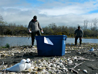 Plaster decoy gulls laid out on the Tongariro River delta. 