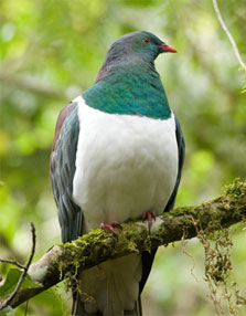 New Zealand pigeon/kereru.