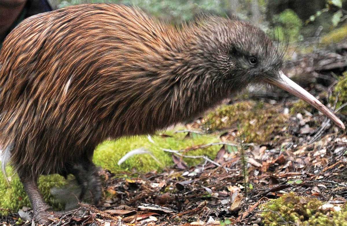 Conservation status of plants and animals