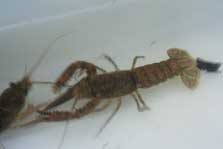 Koura, or freshwater crayfish. Photo: Theo Stephens.
