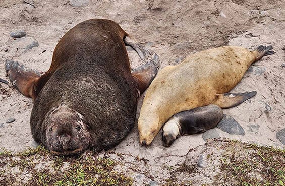nz-sea-lions-565.jpg