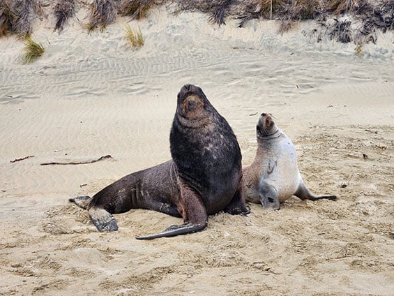 nz-sea-lions-adult-male-and-female-565.jpg