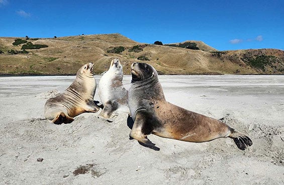 nz-sea-lions-on-sand-565.jpg
