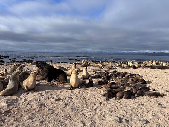 nz-sealion-breeding-colony-565.jpg