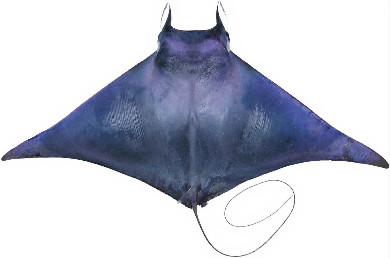 Spine-tailed devil ray. 
