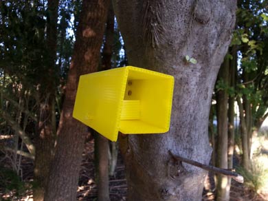 Wasp bait station on side of tree. 