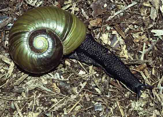 Kauri snail/pupurangi: Invertebrates