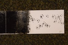 Rodent prints on tracking card. Photo: Jennifer Ross. 