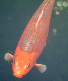 Koi carp: an invasive fish species that can alter the ecology of wetlands, prey on mudfish eggs and fry, and compete with adult mudfish for food and habitat. Photo: Astrid van Meeuwen-Dijkgraaf.