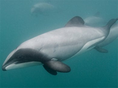 Hector's dolphins. 