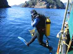 Marine Reserve survey diver Photo:Erin Green.