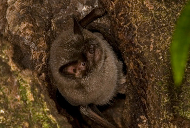 Lesser short-tailed bat. 