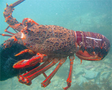 Rock lobster/koura. Photo: D Freeman.
