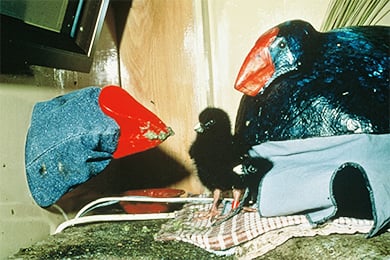 Takahe chicks with feeding puppet and sleeping compartment, Burwood Bush, Te Anau