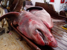 Basking shark bycatch. 