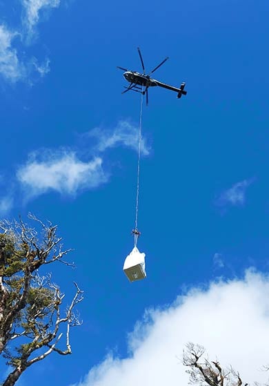 helicopter-delivering-new-traps-to-a-drop-site390.jpg