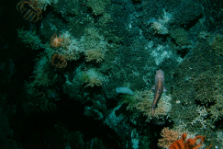Deep sea stony corals. 