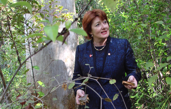 The Minister of Conservation with a kauri tree killed by kauri dieback disease.